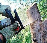 Reliable Williams, CA Tree Removal Solutions