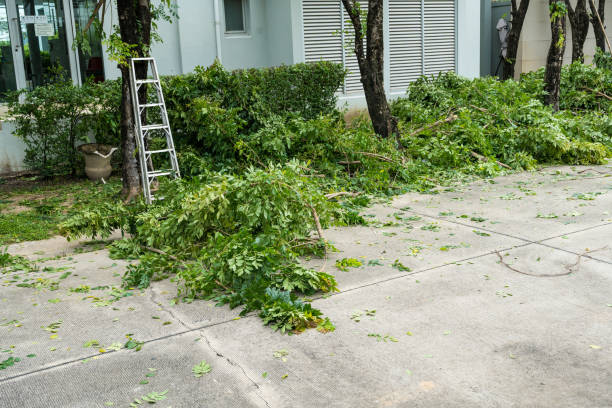 Best Mulching Services  in Williams, CA