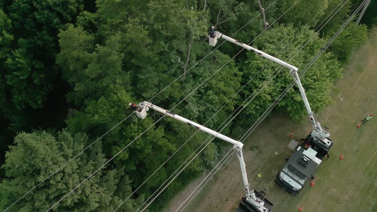 Best Tree Disease Treatment  in Williams, CA