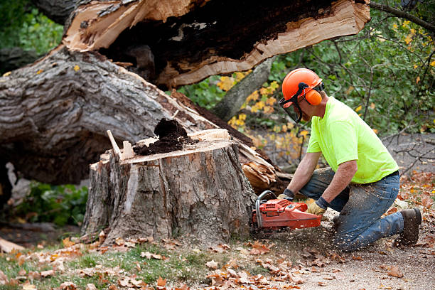 Best Tree Risk Assessment  in Williams, CA
