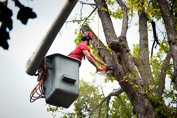 Best Tree Cabling and Bracing  in Williams, CA