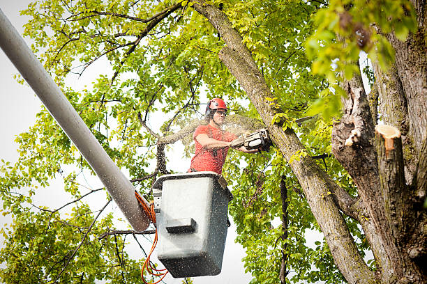 Best Fruit Tree Pruning  in Williams, CA