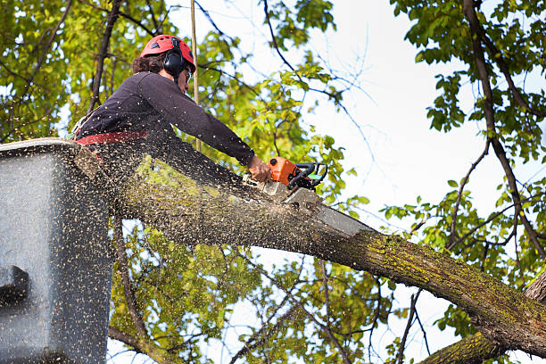 Best Tree and Shrub Care  in Williams, CA